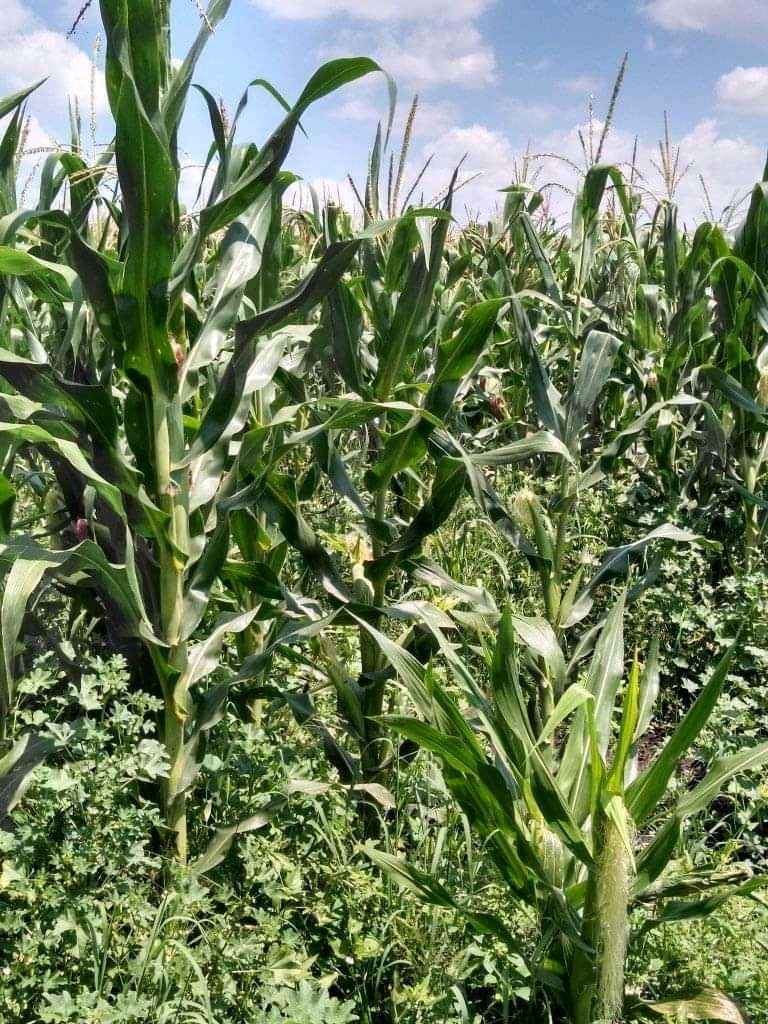 Condiciones climatológicas adversas afectan 500 hectáreas de maíz