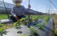 SEDRUA va por recuperar suelo michoacano para potencializar producción agrícola