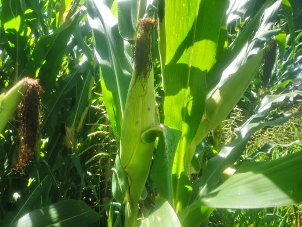 Productores de maíz esperan baja de nivel de lluvias para evitar pérdidas de cultivo