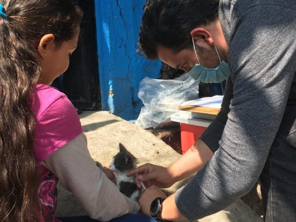 Realizan campaña de vacunación antirrábica canina y felina en todo Ecuandureo.