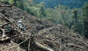 Urge frenar la deforestación en Michoacán