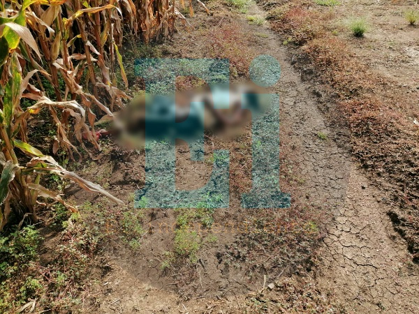 Identifican a la joven asesinada hallada en sembradíos de Chaparaco