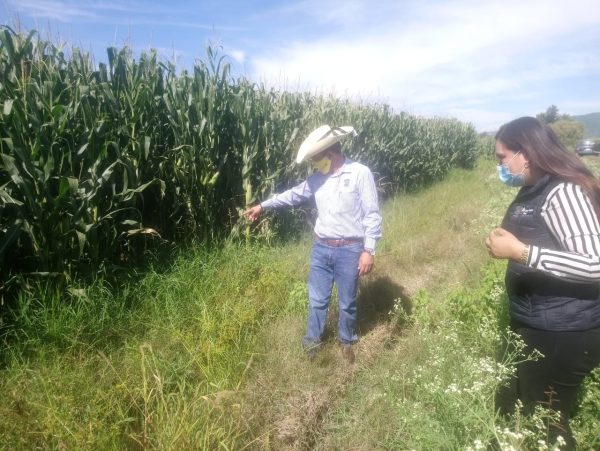 Poli y Chapingo realizan estudio de calidad nutricional del maíz generado con agricultura sustentable