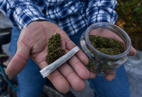 Consumo de marihuana es igual o menos dañino que otros vicios: Zamoranos
