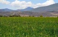 Levantarán censo agropecuario y forestal en Tangancícuaro