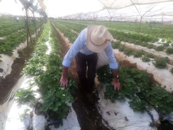 Arrancó temporal de fresa con más de 3 mil 500 has de cultivo en Zamora