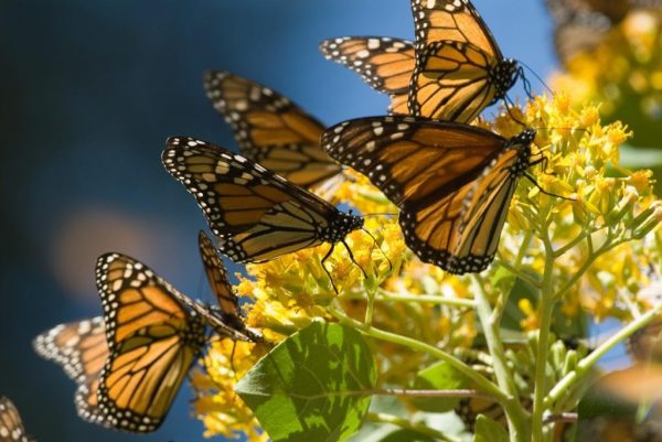 Apertura de los Santuarios de la Mariposa Monarca, con medidas estrictas para evitar el COVID-19