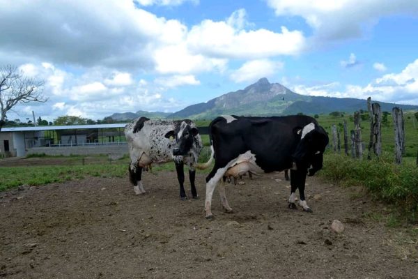Por falta de visión empresarial, ganaderos no dan valor agregado a la leche