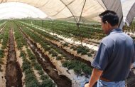 Cultivo de fresa mantiene viva economía de Zamora; agricultores cierran buen temporal