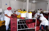 Agroindustrias aumentan cantidad de mango a procesar, pero no cuentan con mano de obra suficiente