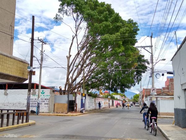 Zamoranos reaccionan a poda de árbol ubicado en esquina de Morelos y Michoacán