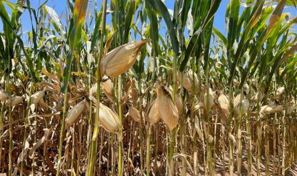 Volatilidad en precio internacional provoca incremento en costo del maíz