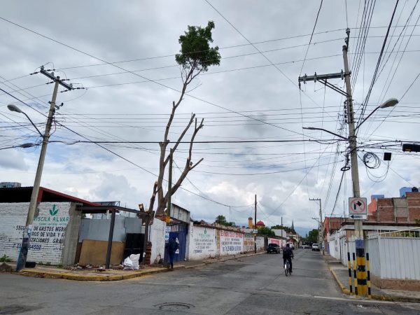 Árbol frondoso ubicado en calle Michoacán y Morelos fue podado en totalidad