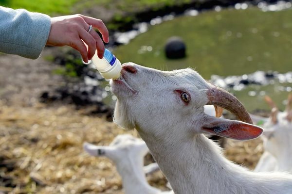 Michoacán, noveno productor nacional de leche de cabra