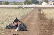 Migración de jornaleros, propicia para aumentar mano de obra femenina en agro