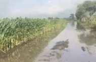 Devastadas por las lluvias más de mil hectáreas de cultivos en Briseñas