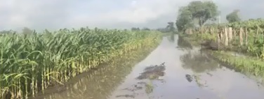 Devastadas por las lluvias más de mil hectáreas de cultivos en Briseñas