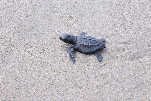 Costa de Michoacán, santuario de la tortuga marina
