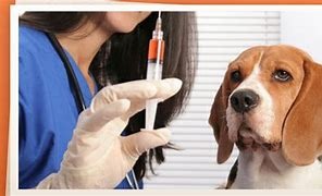 Este lunes iniciará Jornada de Vacunación Antirrábica Canina y Felina