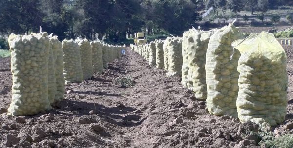 Cultivo de papa mantiene mil 500 hectáreas de superficie hasta cierre de temporal