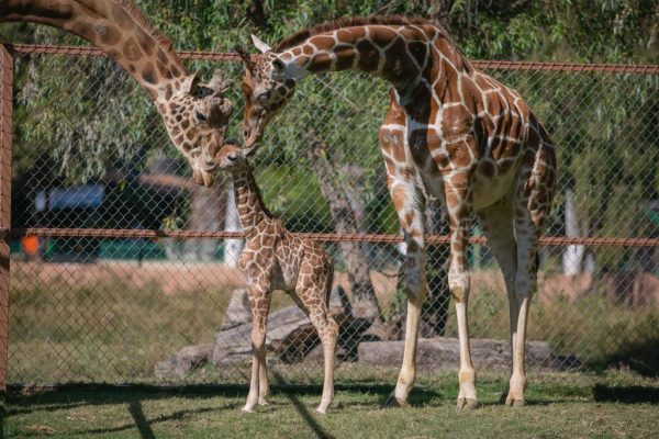 Nace jirafa en el Zoológico de Morelia