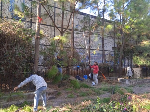 Realizan poda de árboles en atrio del Templo de la Virgen de la Esperanza en Jacona