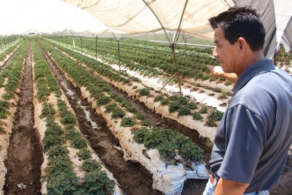 Productores lamentan introducción de plantas de fresa contaminadas