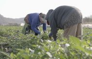 En marcha programa emergente de reactivación económica para la agroindustria en Zamora