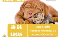 Habrá campaña de esterilización para perros y gatos en Jacona