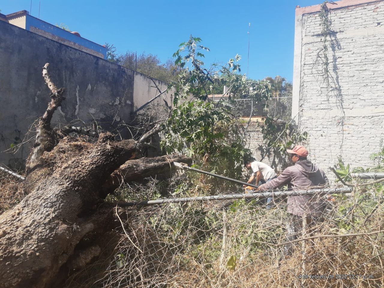 Retiran árbol para evitar alguna contingencia en Jacona