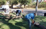Fueron retirados árboles secos de la Calzada Zamora-Jacona