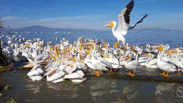 Preparan festival regional del pelicano Borregón en la isla de Petatan