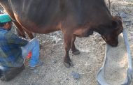 Realizan estudio en ganado bovino, para prevenir la brucelosis en Zamora