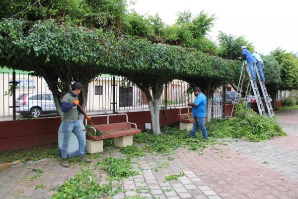 Realizan mantenimiento de árboles al interior de atrio de templo en la colonia Arboledas