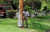 Realizan acciones de poda de árboles en diferentes lugares públicos de Jacona