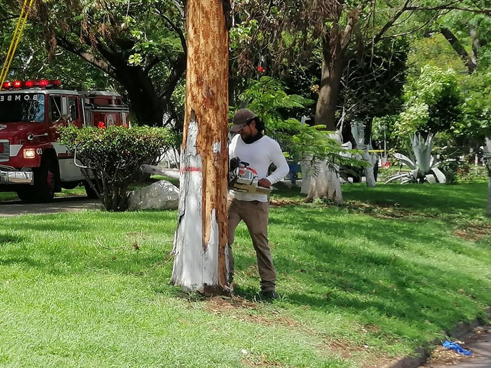Realizan acciones de poda de árboles en diferentes lugares públicos de Jacona