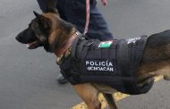 Se suma agrupamiento Canino de la Policía Michoacán a labores en Blindaje Zamora