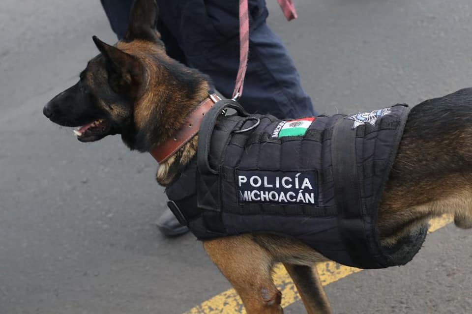 Se suma agrupamiento Canino de la Policía Michoacán a labores en Blindaje Zamora