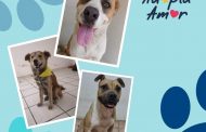 Continúa campaña “Adopta Amor” para mascotas