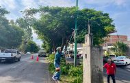 Inician labores de mantenimiento de árboles en la Avenida Juárez