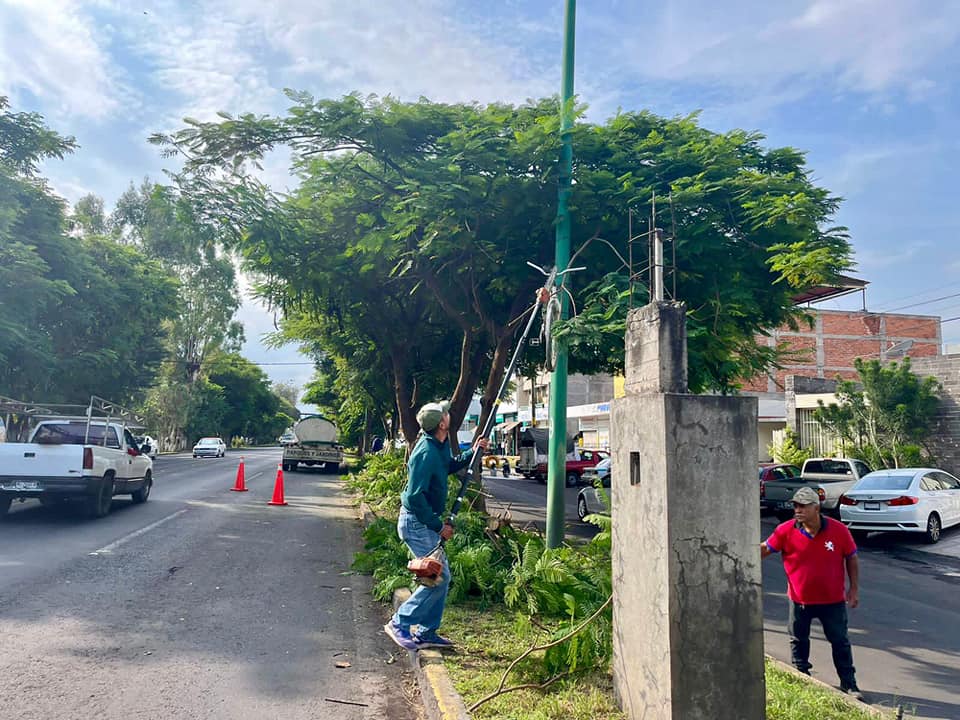 Inician labores de mantenimiento de árboles en la Avenida Juárez