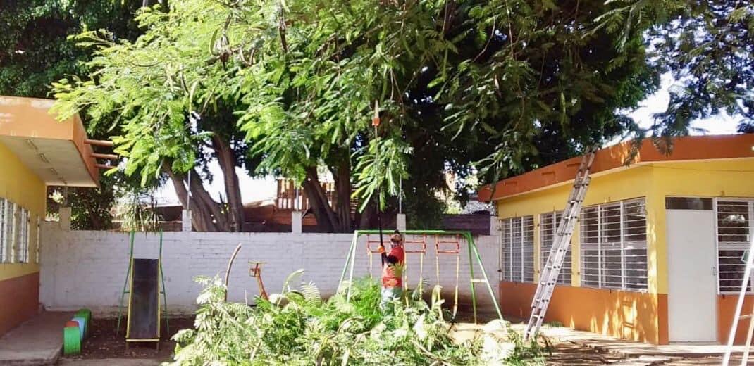 Continúa mantenimiento preventivo de árboles en centros educativos