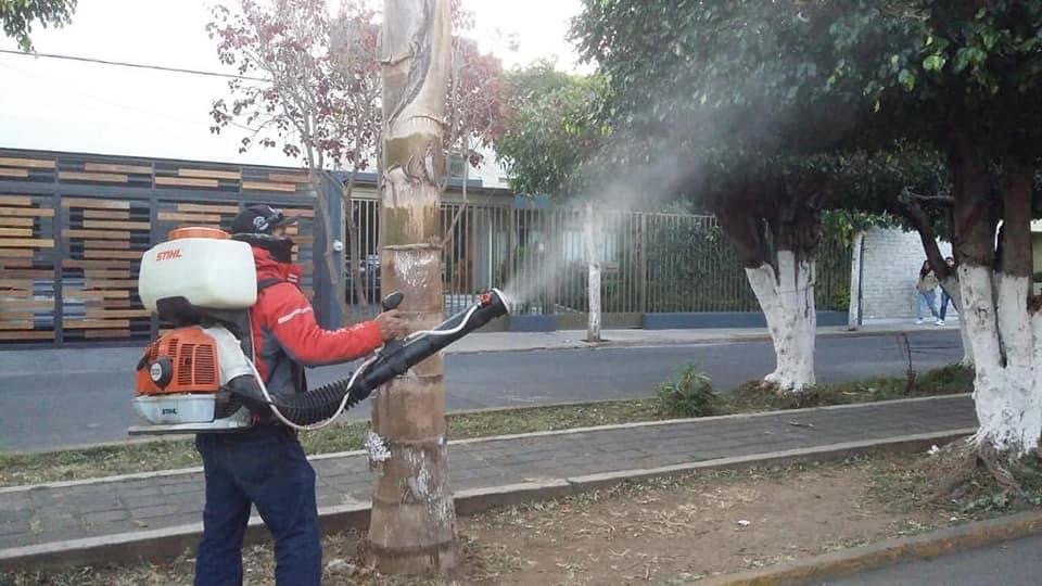 Continúa campaña de fumigación de árboles en Hidalgo y Ferrocarril