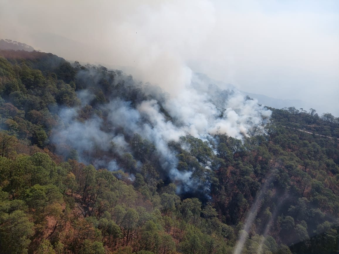 Extinguen incendio forestal en Cotija, reporta Cofom