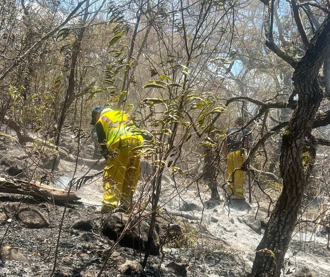 Protección Civil logra confinar el incendio forestal en La Beata