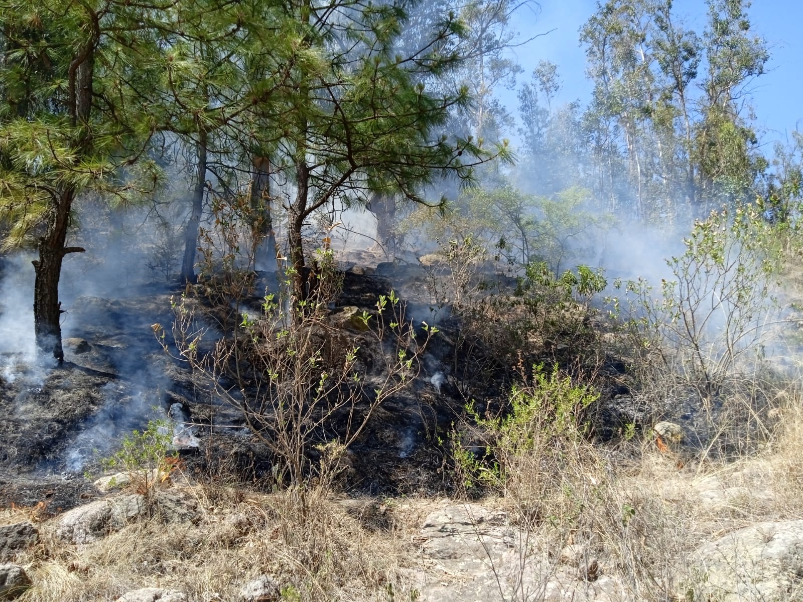 Cofom atiende y controla 4 incendios forestales en Michoacán