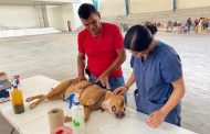 Exitosa jornada de esterilización de mascotas