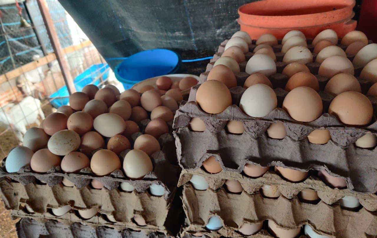 Baja precio del kilo de huevo en Michoacán; en Zamora cuesta 36 pesos