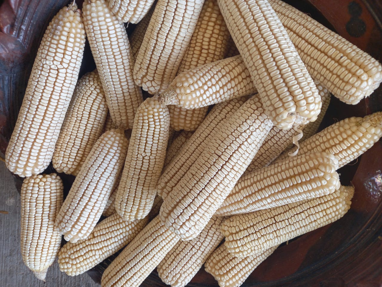Michoacán, tercer lugar nacional en producción de maíz: Sader