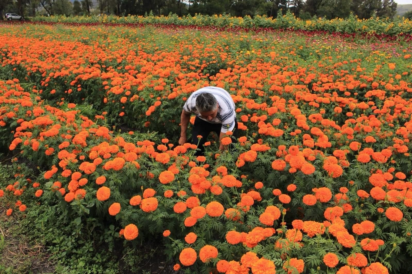 Flor de cempasúchil sube hasta 20 por ciento en la región